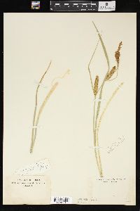 Carex vesicaria image