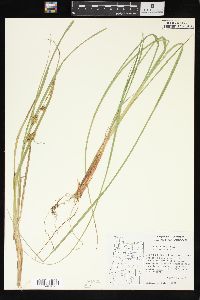 Carex vesicaria var. vesicaria image