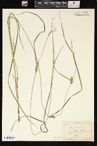 Carex vesicaria image