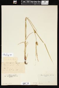 Carex vesicaria image