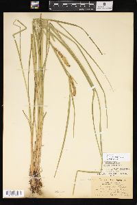 Carex vesicaria image