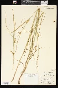 Carex vesicaria image