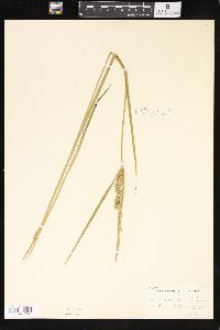 Carex vesicaria image