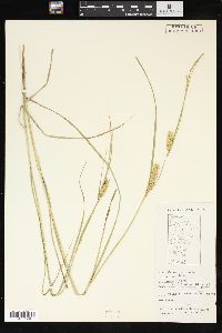 Carex vesicaria image