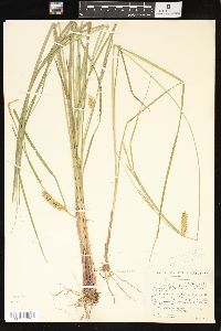 Carex vesicaria image