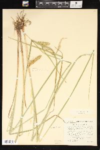 Carex vesicaria image