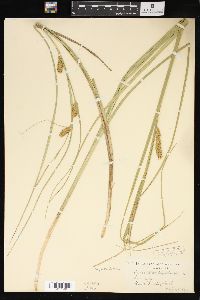 Carex vesicaria image