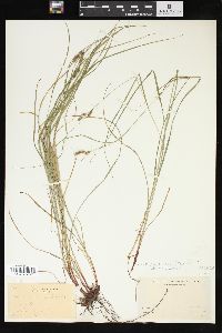 Carex swanii image