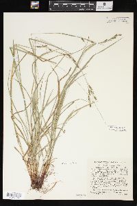 Carex virescens image