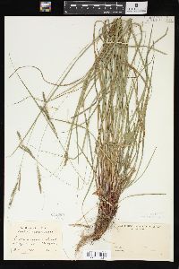 Carex virescens image