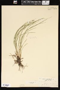 Carex virescens image