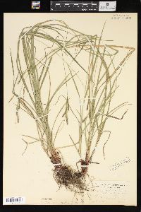 Carex virescens image