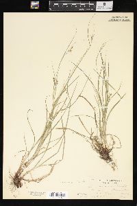 Carex virescens image