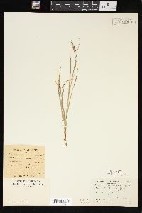 Carex virescens image