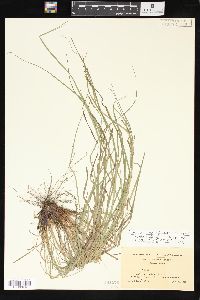 Carex virescens image