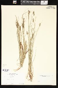 Carex virescens image