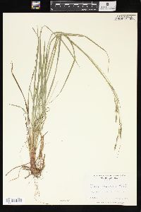 Carex virescens image