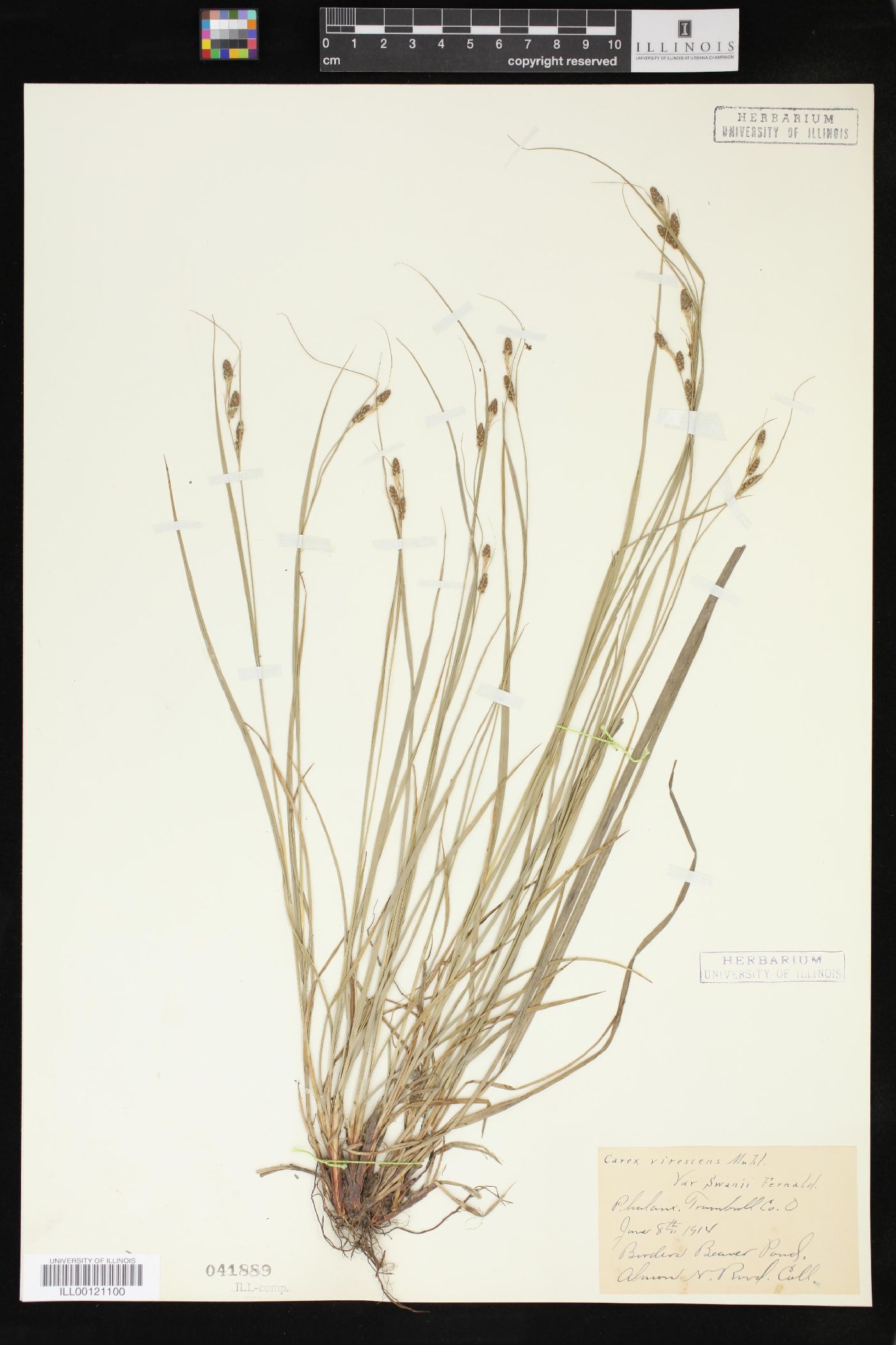 Carex virescens var. swanii image