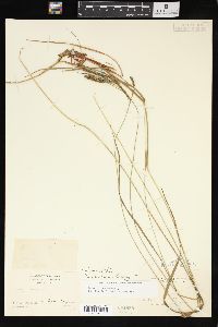 Carex virescens image