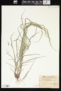 Carex virescens image