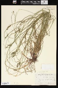 Carex virescens image