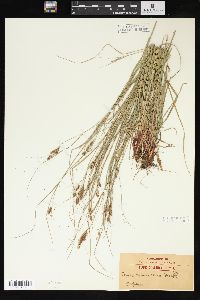 Carex virescens image