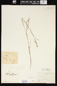 Carex virescens image