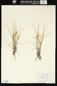 Carex viridula image