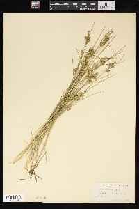 Carex viridula image