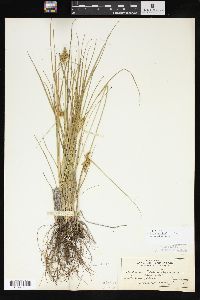 Carex viridula image