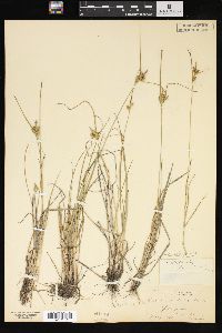 Carex viridula image