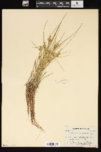 Carex viridula image