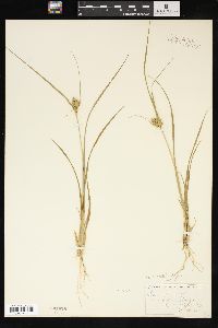 Carex viridula image