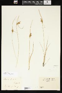 Carex viridula image