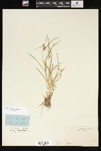 Carex viridula image