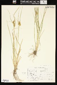 Carex viridula image