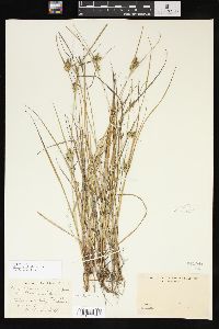 Carex viridula image