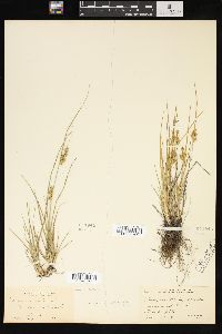 Carex viridula image