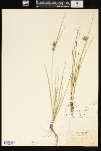 Carex viridula image