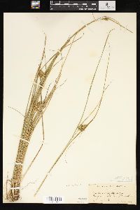 Carex viridula image