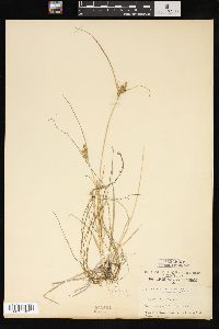 Carex viridula image