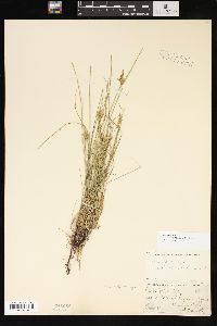 Carex viridula image