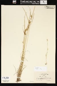 Carex viridula image