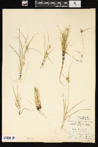 Carex viridula image