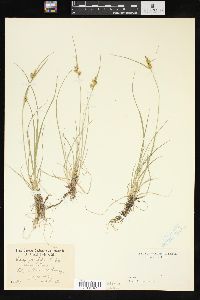 Carex viridula image