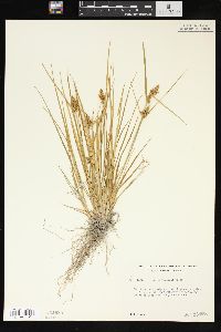 Carex viridula image