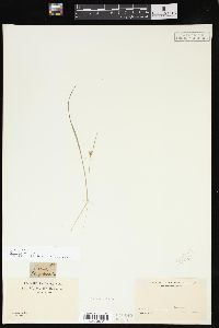 Carex jamesii image