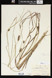 Carex striata image