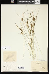 Carex striata image