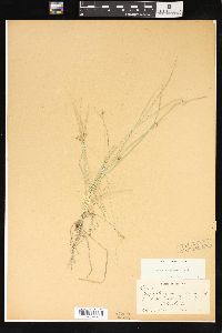 Carex willdenowii image